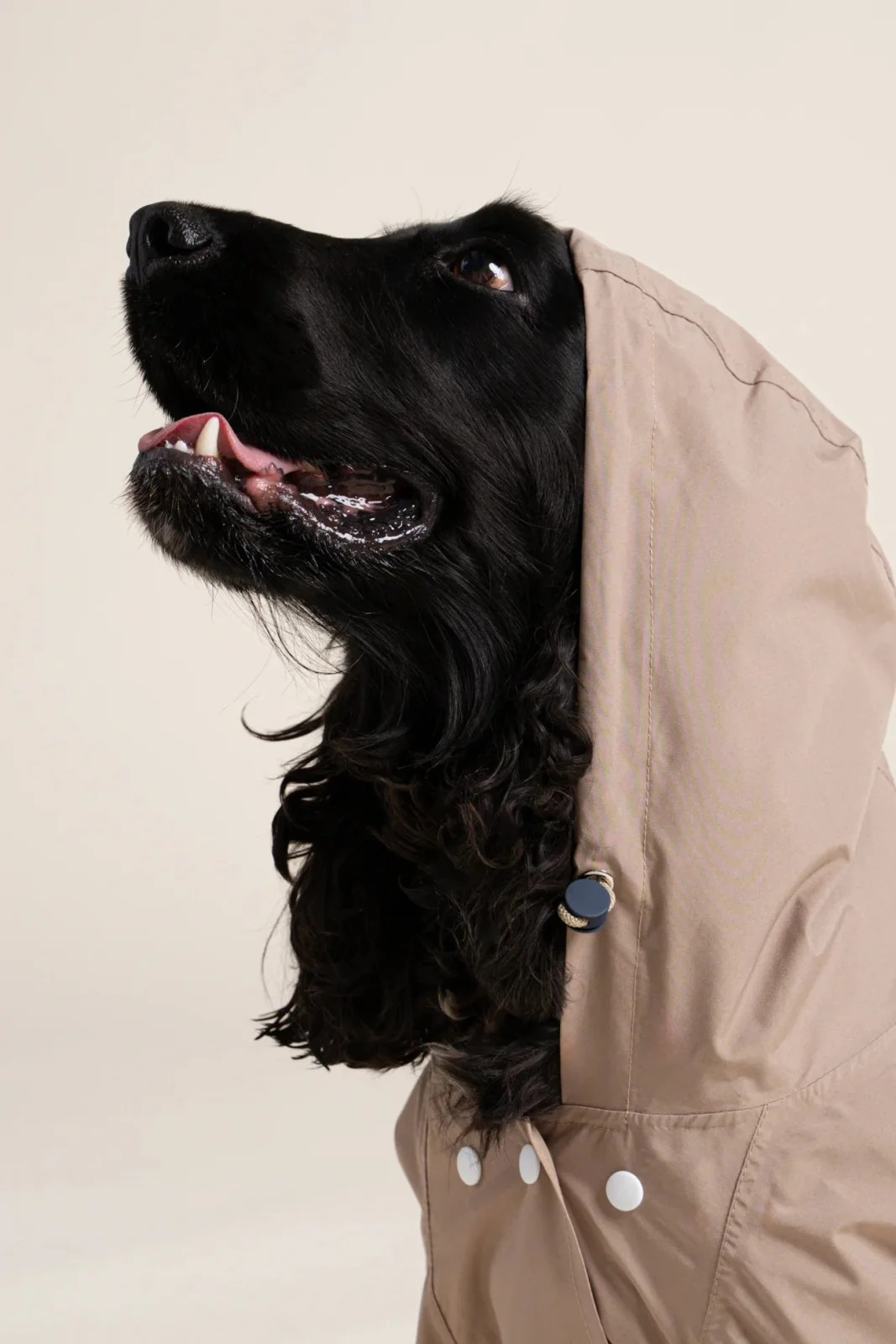 Boulogne - Imperméable pour chien - Sahara