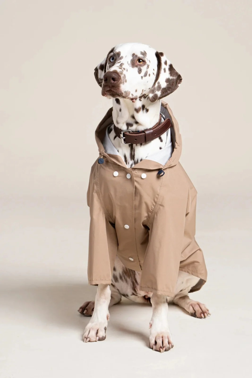 Boulogne - Imperméable pour chien - Sahara